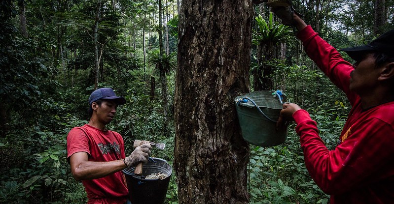 Men collect resin from a damar tree (Shorea Javanica) in Pahmongan village, Pesisir Barat regency, Lampung province, Indonesia. CIFOR/Ulet Ifansasti